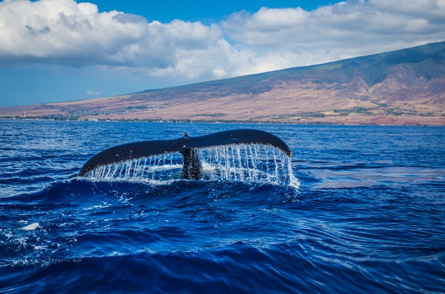 Best Binoculars for Whale Watching - Binoculars Guru