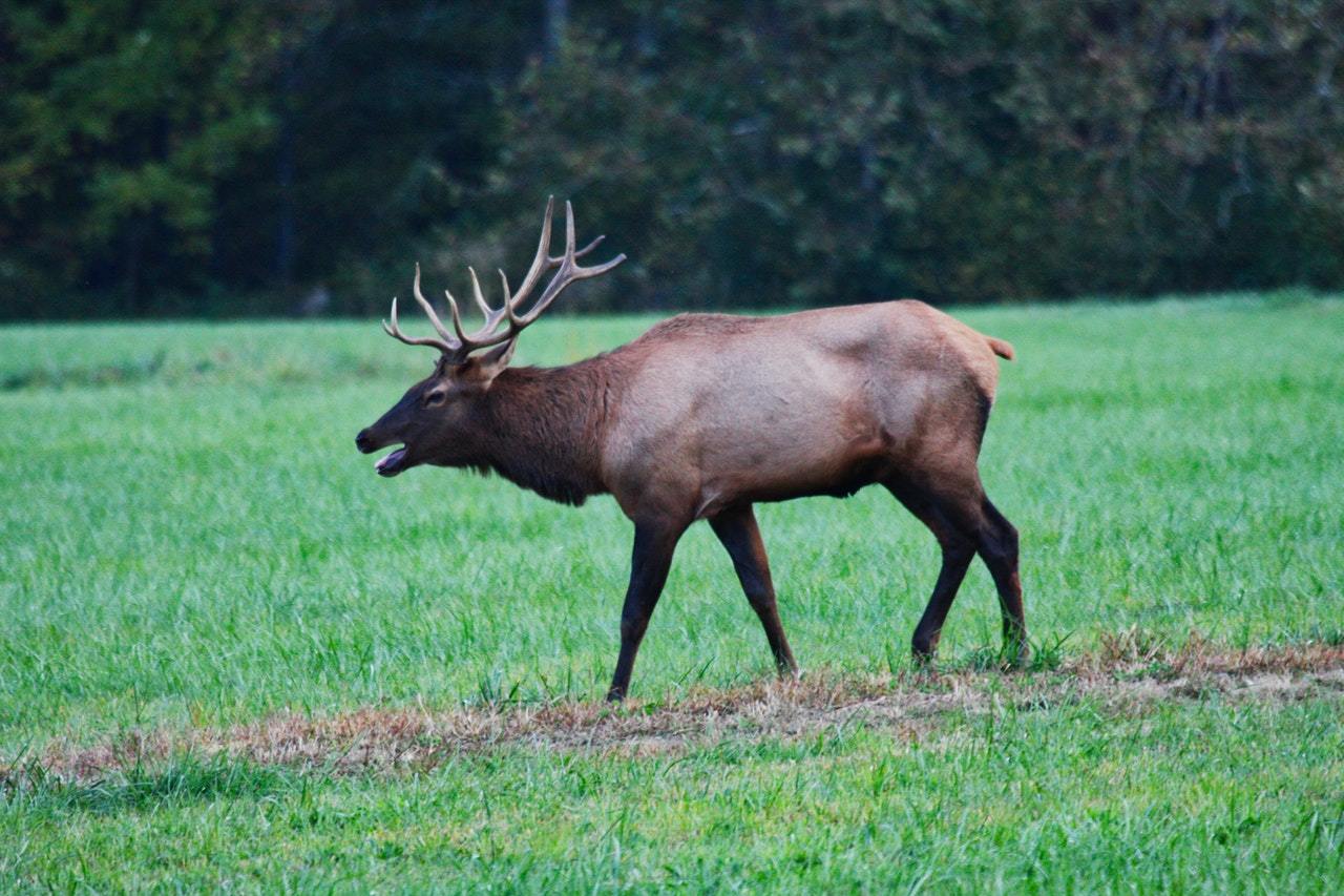 elk hunting equipments