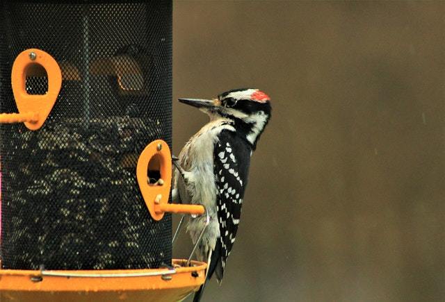 woodpecker