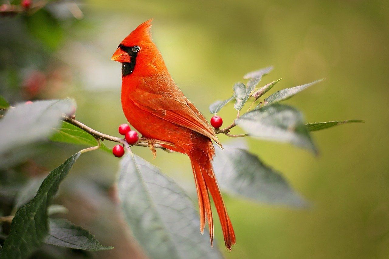 Cardinal Bird Meaning & Symbolism