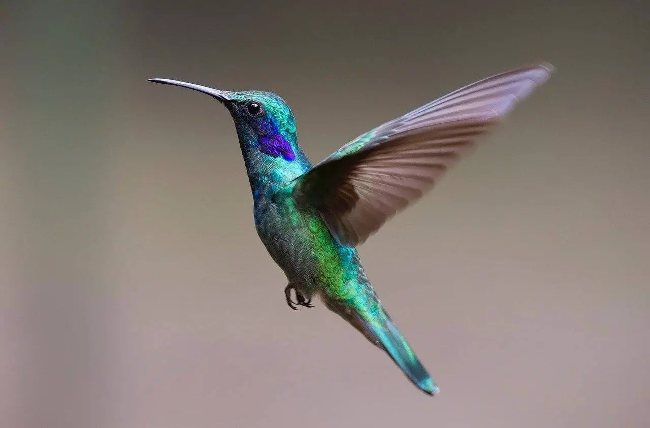 hummingbird sybolism