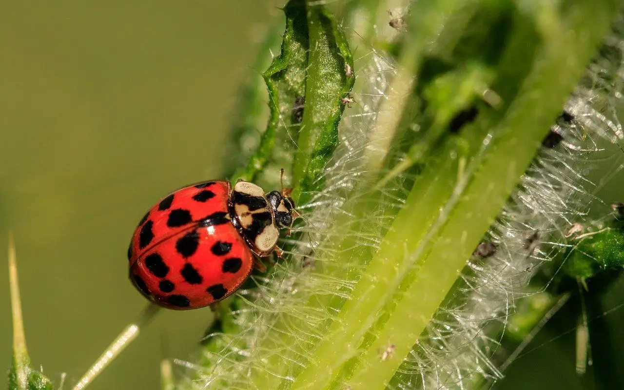 Ladybug Meaning & Symbolism