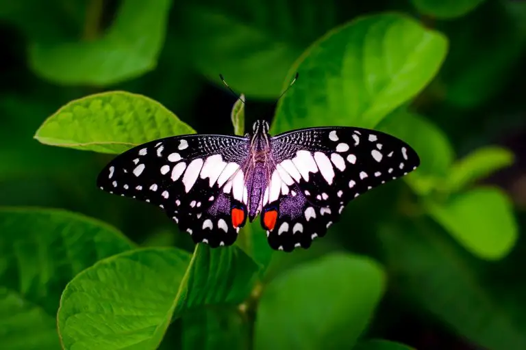 Butterfly Symbolism Meaning The Ultimate Guide Binoculars Guru