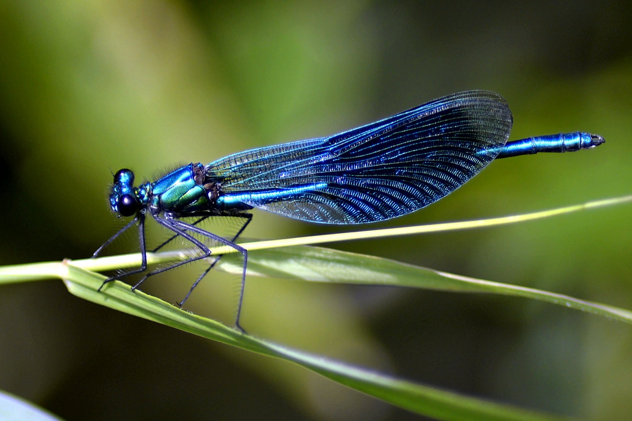 Dragonfly Meanig & Symbolism