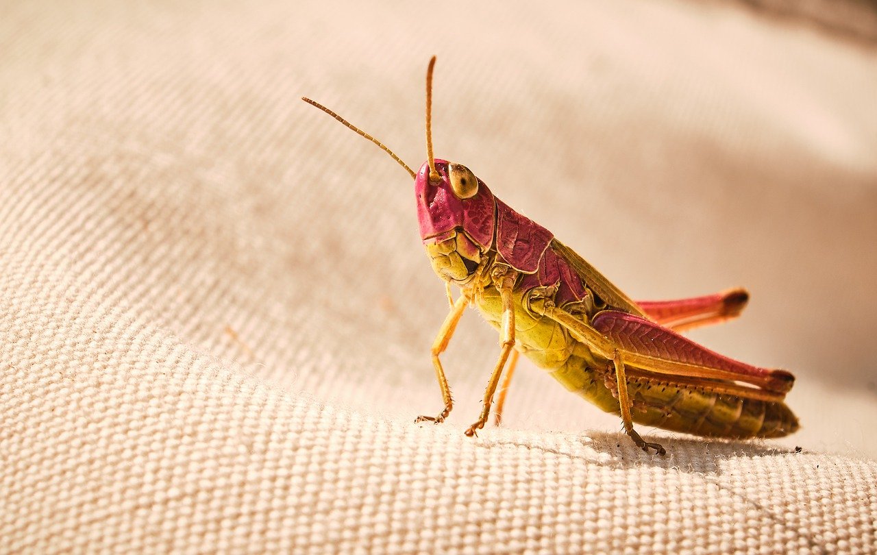 Grasshopper Symbolism Meaning The Ultimate Guide Binoculars Guru