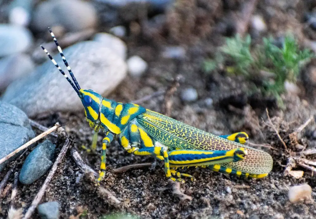 Grasshopper Symbolism Meaning The Ultimate Guide Binoculars Guru