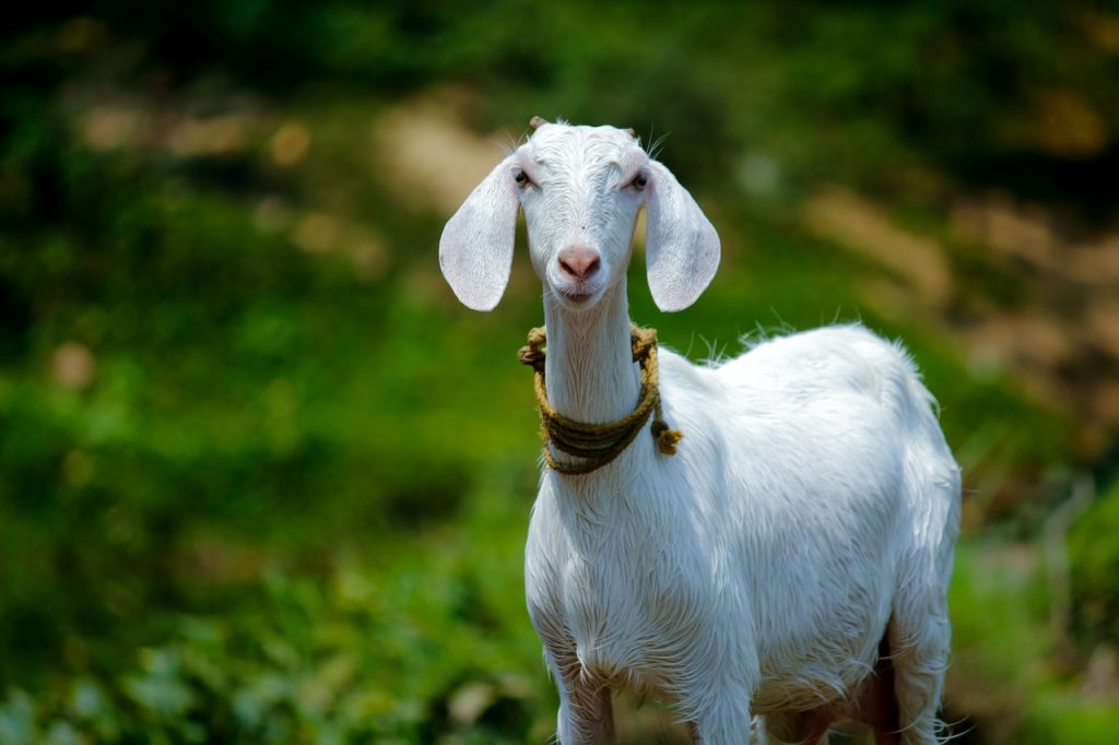 Goat Symbolism & Meaning
