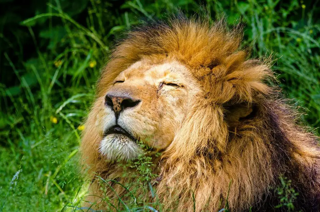Lion Symbolism & Meaning