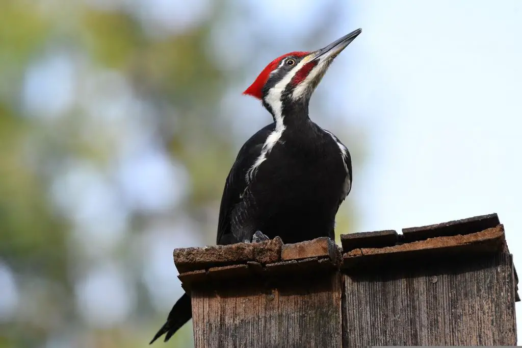Woodpecker Symbolism & Meaning