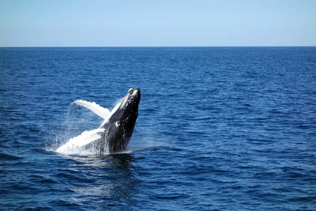 Whale Symbolism & Meaning
