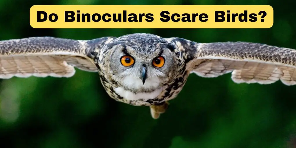 Do Binoclars Scare Birds