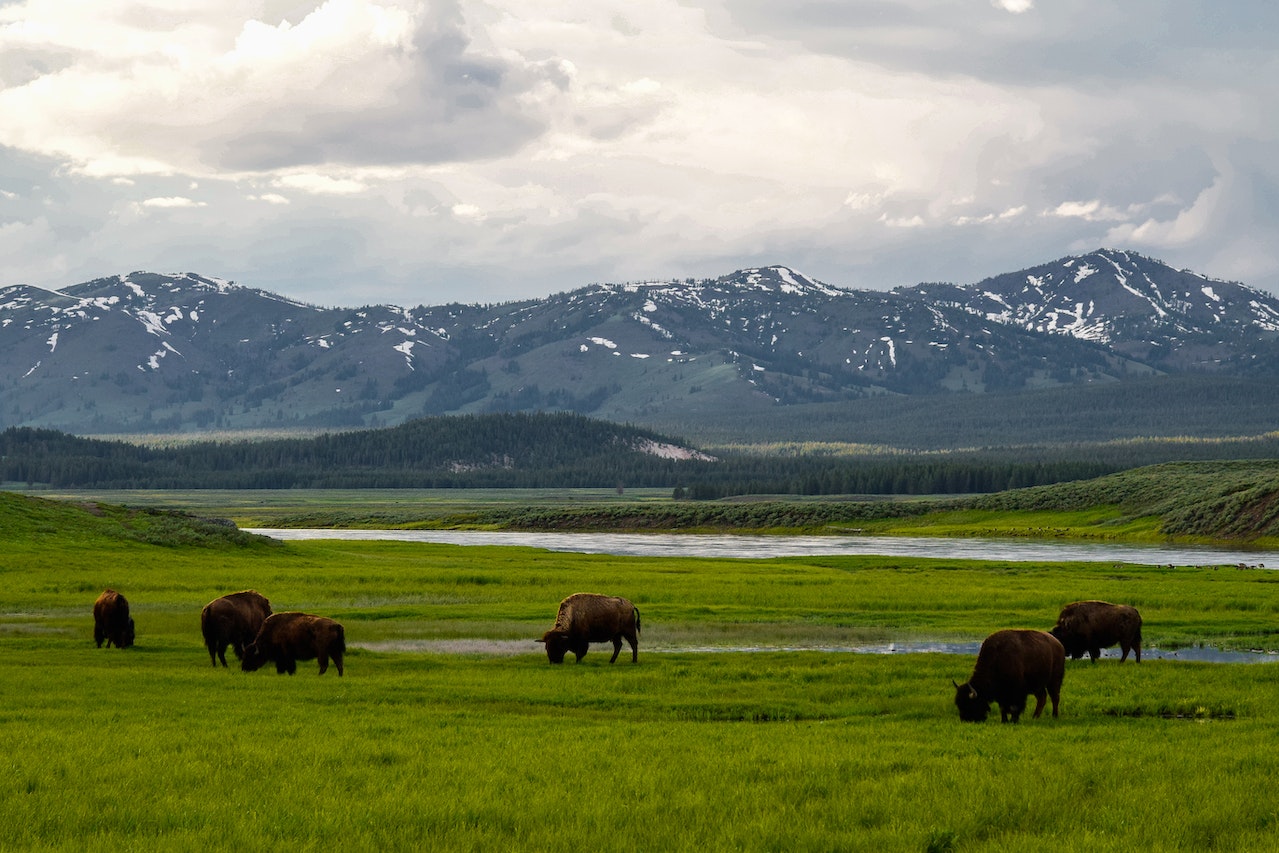 Can You Rent Binoculars At Yellowstone? Binoculars Guru
