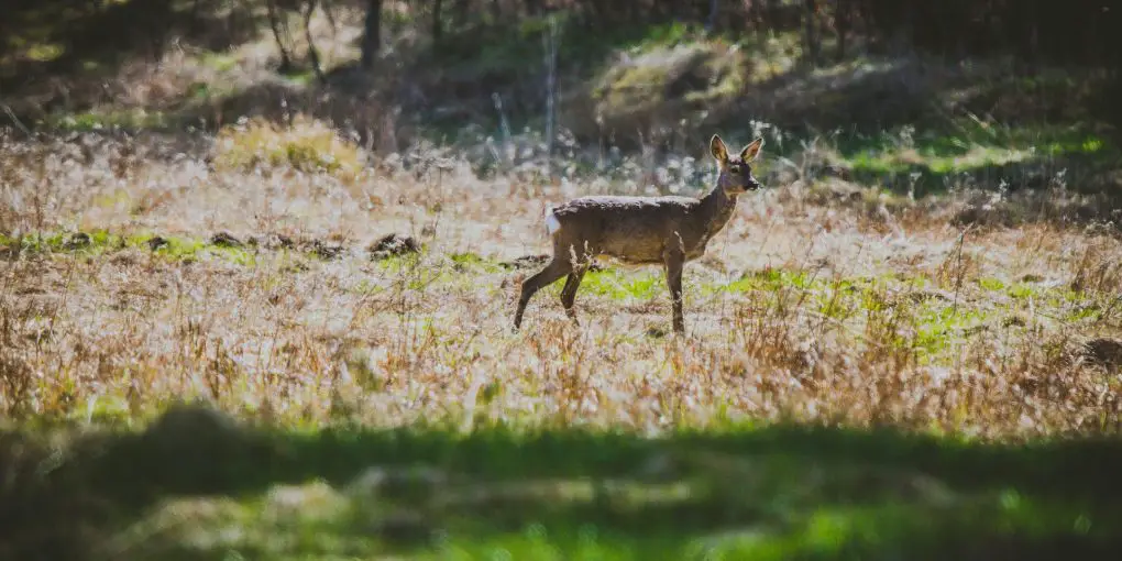 Three Things I Can't Miss On A Deer Hunting Trip